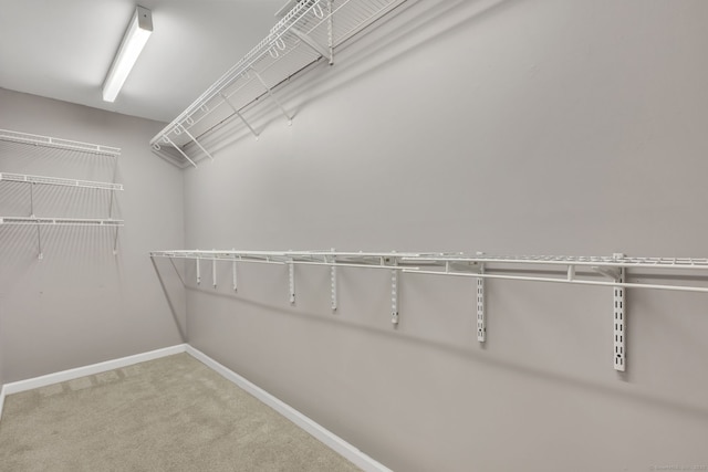 spacious closet featuring carpet floors