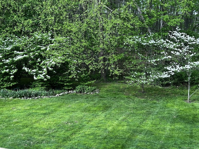 view of yard featuring a forest view