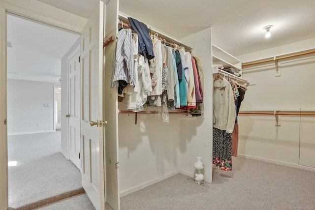 walk in closet featuring carpet floors