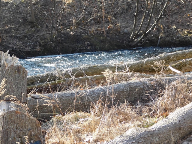 view of local wilderness