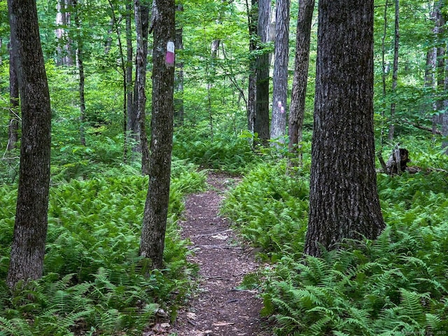 view of nature with a wooded view