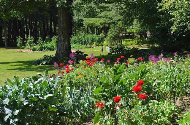 277 Milton Rd, Warren, CT 06756 - view of grassy yard