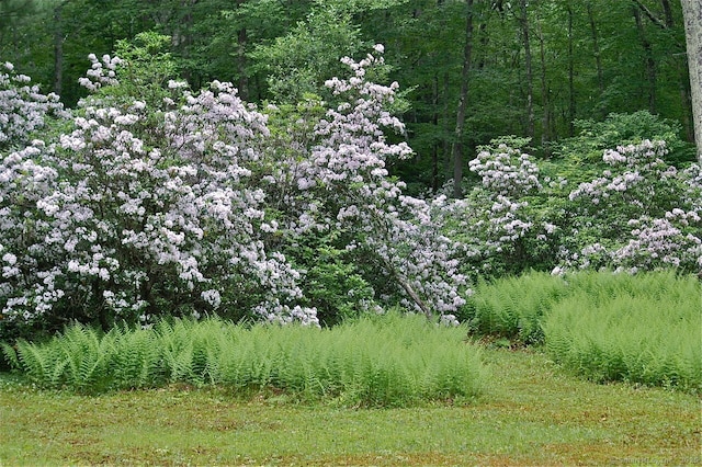 277 Milton Rd, Warren, CT 06756 - view of woods