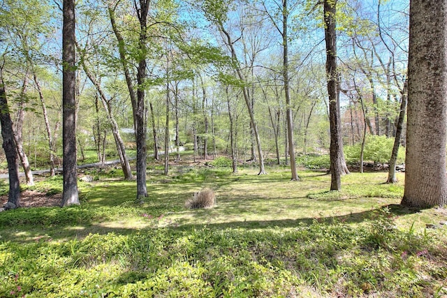 view of local wilderness