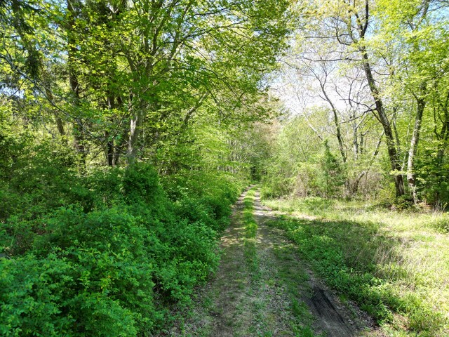 95 Flanders Rd, Groton, CT 06355 - view of tree filled area