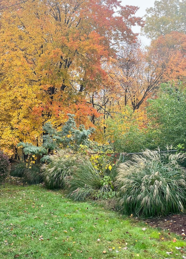 view of yard with a view of trees
