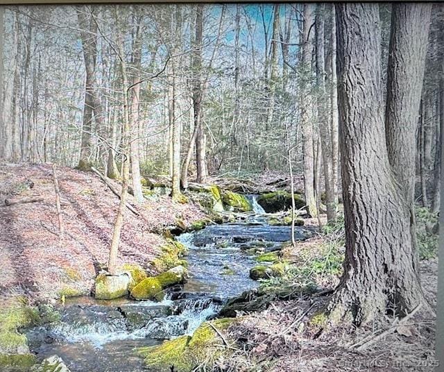 view of local wilderness