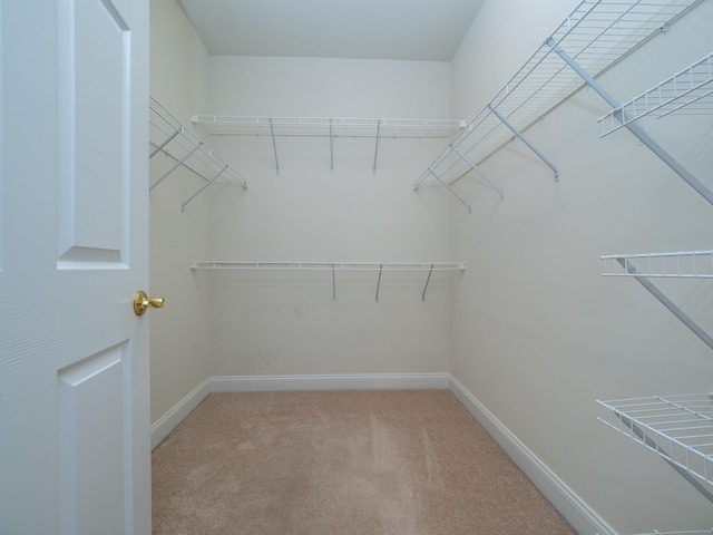 walk in closet featuring carpet floors