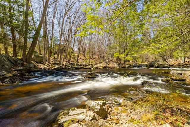 view of local wilderness
