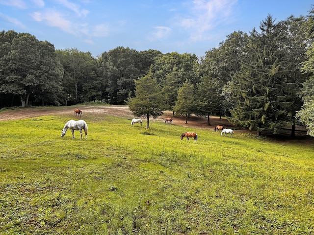 view of yard featuring a rural view and a wooded view