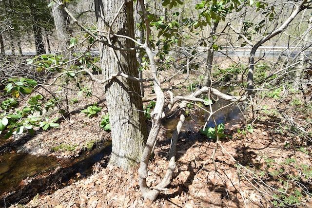 view of local wilderness