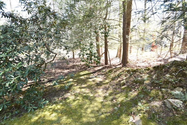 view of local wilderness
