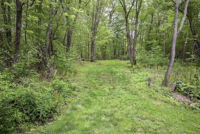 view of woods