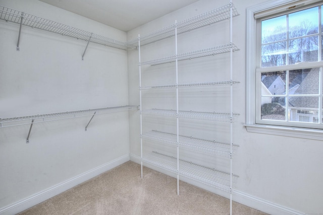 walk in closet with carpet floors