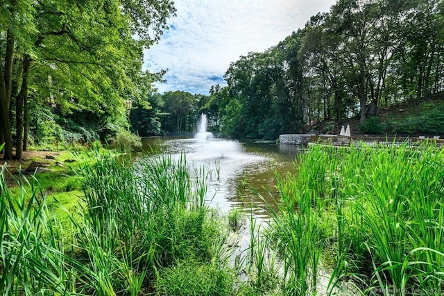 water view with a forest