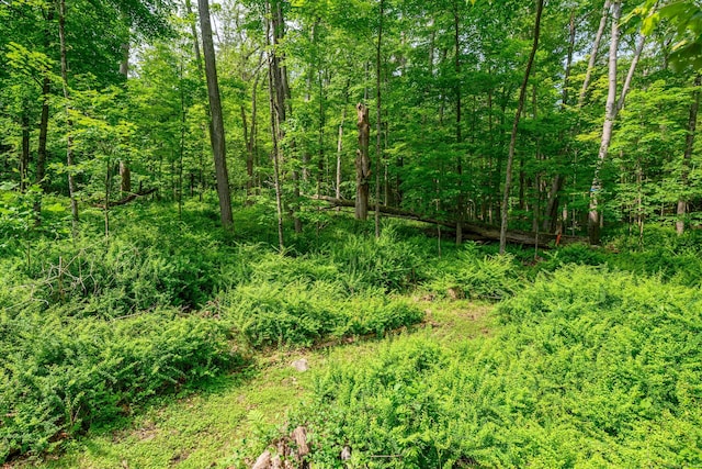127 Hanover Rd, Newtown, CT 06470 - view of tree filled area