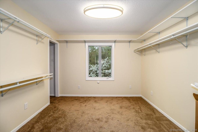 spacious closet featuring carpet flooring