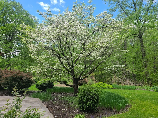 70 Chambers Rd, Danbury, CT 06811 - view of yard with a view of trees