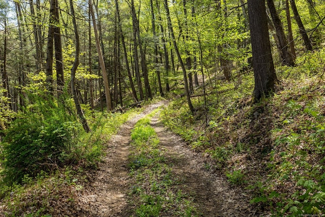 view of local wilderness featuring a wooded view