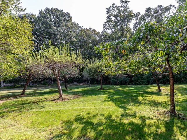 view of green lawn