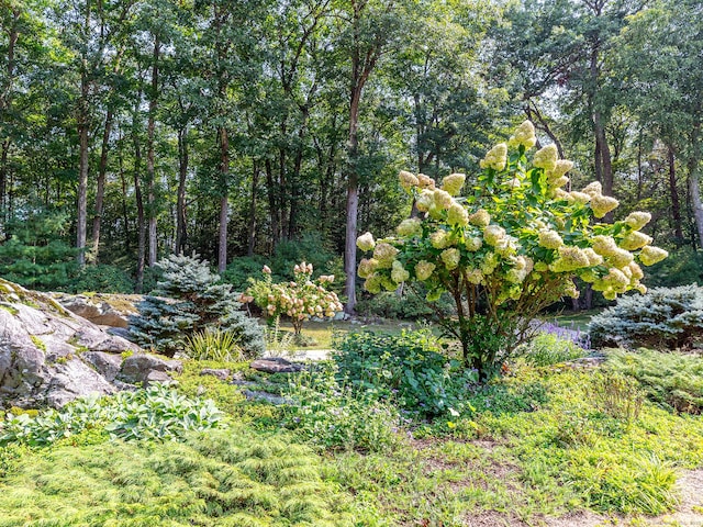 view of nature