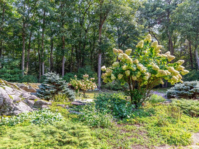 view of local wilderness