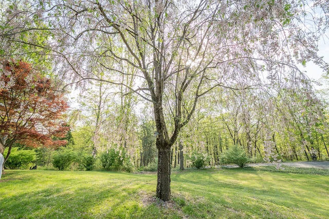 view of grassy yard featuring a wooded view