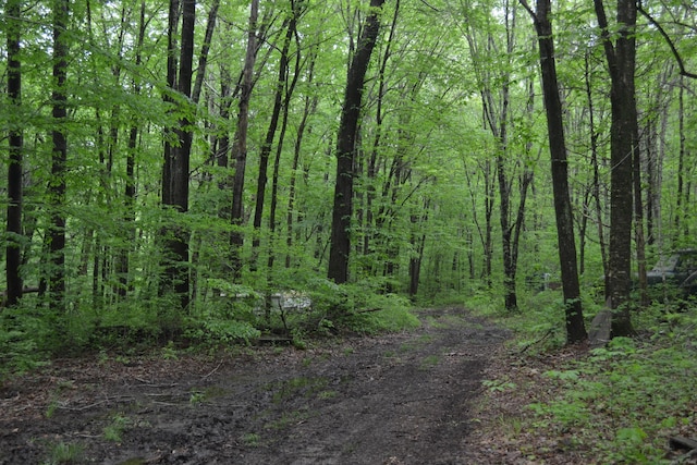133 Music Vale Rd, Salem, CT 06420 - view of wooded area
