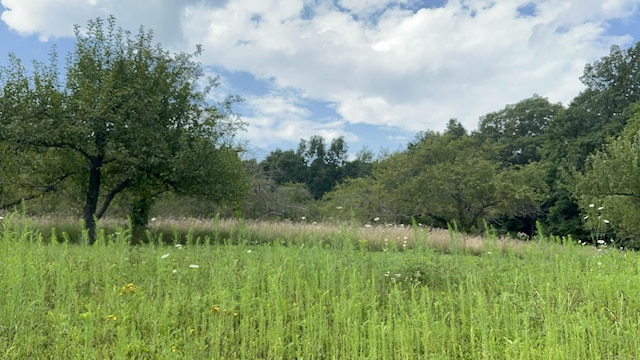 view of tree filled area
