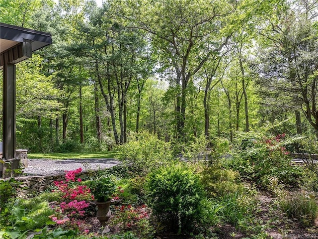 95 Shinar Mountain Rd, Washington, CT 06794 - view of yard featuring a forest view