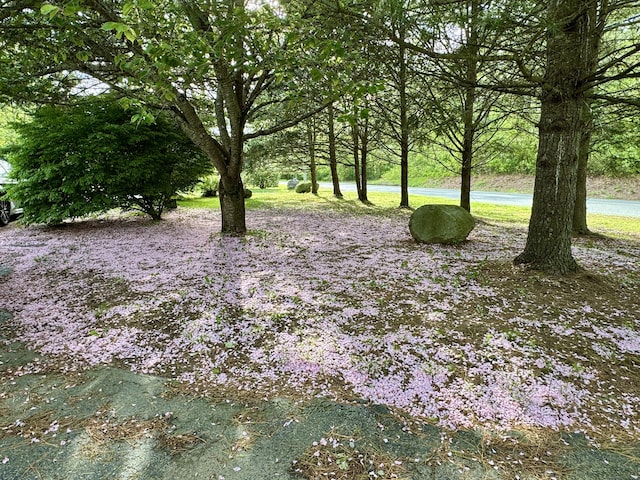 492 Providence New London Tpke, North Stonington, CT 06359 - view of yard