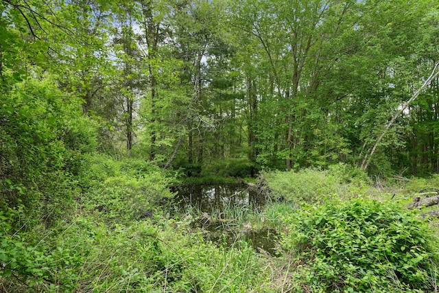 view of woods