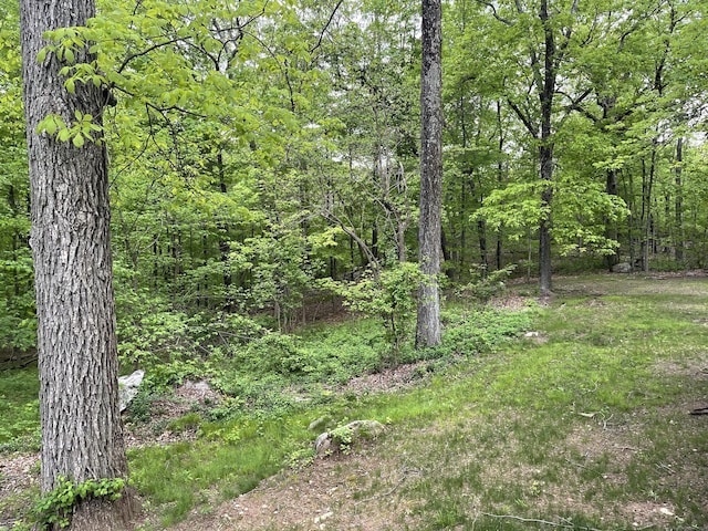 view of woods