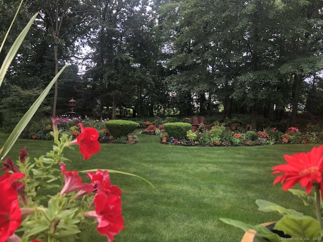 45 Kuhr Dr, Southington, CT 06489 - view of green lawn