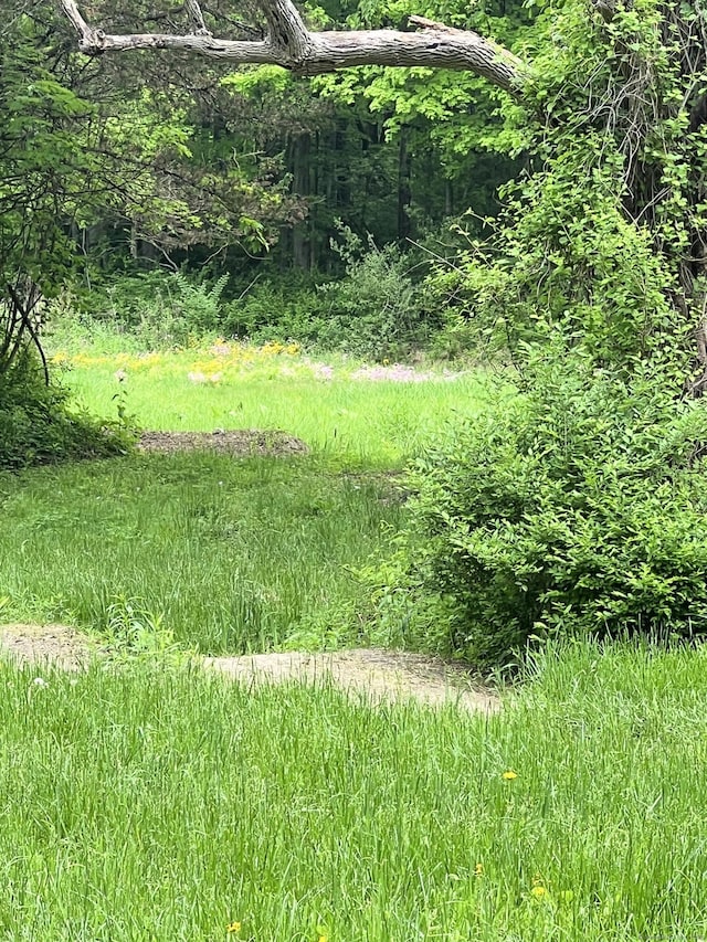 49 Warner Rd, Bridgewater, CT 06752 - view of nature