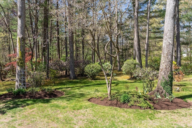 14 Fernhurst, Farmington, CT 06032 - view of green lawn