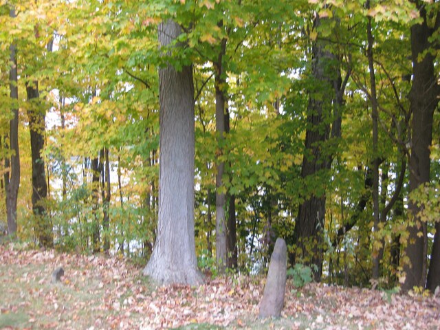 1071 River Blvd, Suffield, CT 06078 - view of undeveloped land