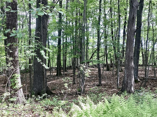 322 N St, Roxbury, CT 06783 - view of tree filled area