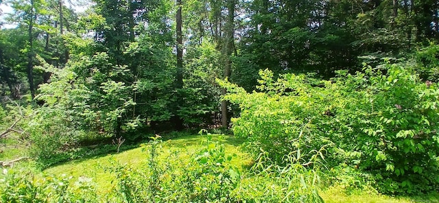 33 Bristol Dr, Canton, CT 06019 - view of tree filled area