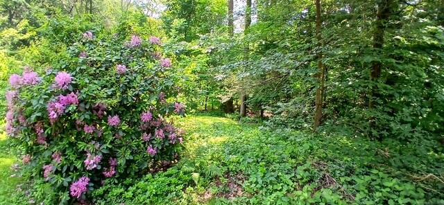 33 Bristol Dr, Canton, CT 06019 - view of wooded area