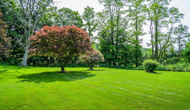126 Christain Hill Rd, Dover, NY 12522 - view of green lawn