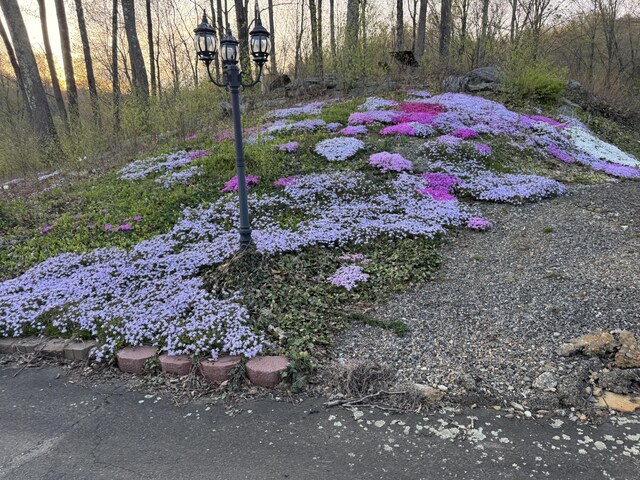1729 Litchfield Rd, Watertown, CT 06795 - view of yard