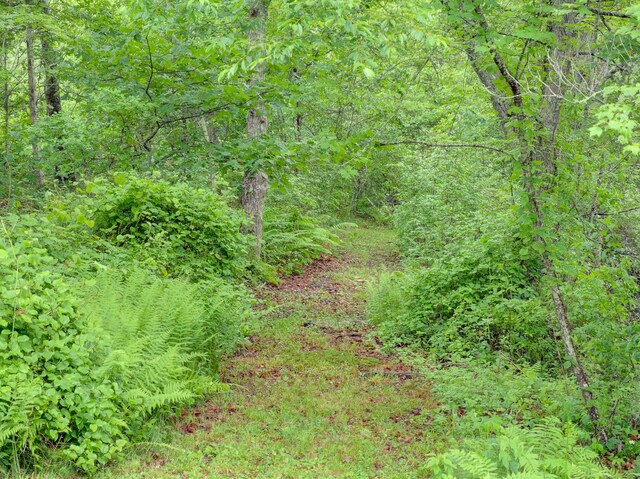 291 Cossaduck Hill Rd, North Stonington, CT 06359 - view of woods