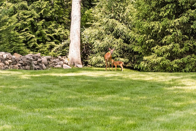 7 Morningside Ln, Westport, CT 06880 - view of green lawn