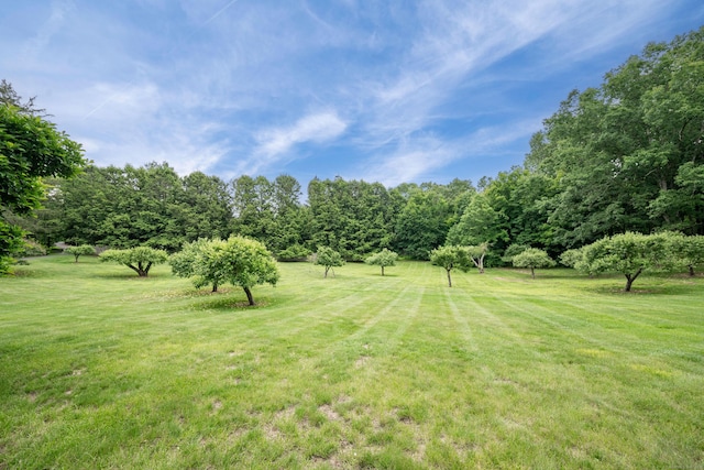 509 Main St N, Woodbury, CT 06798 - view of green lawn