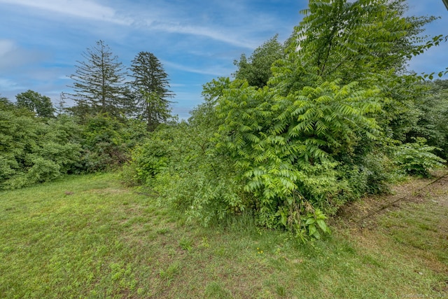 295 Hunting Lodge Rd, Mansfield, CT 06268 - view of tree filled area