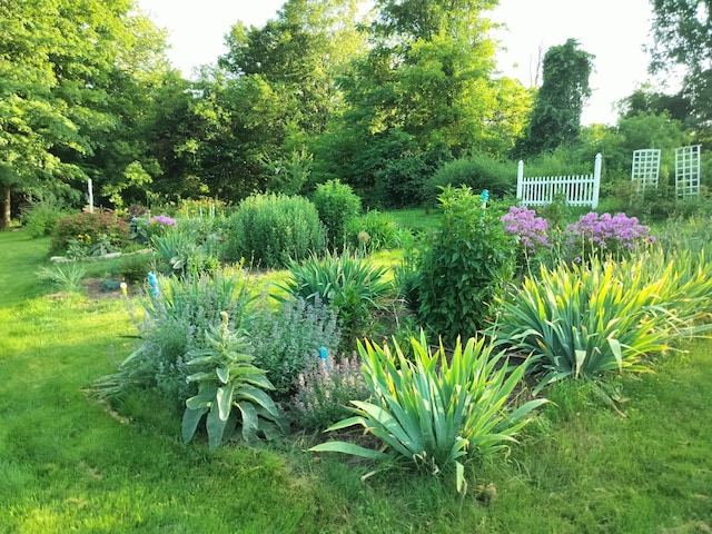 51 Moodus Leesville Rd, East Haddam, CT 06469 - view of yard