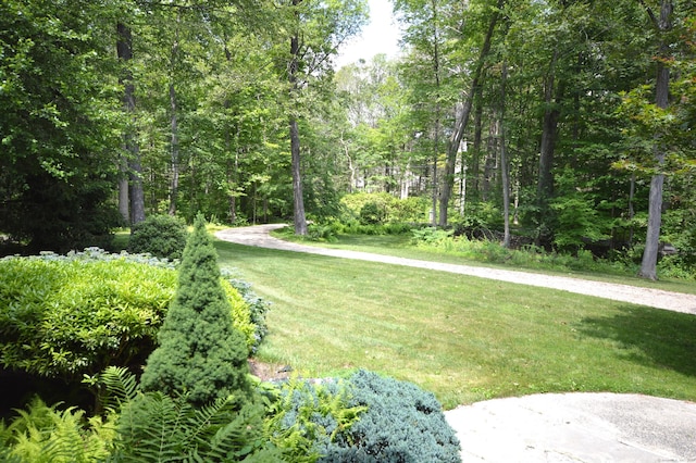 67 Transylvania Rd, Roxbury, CT 06783 - view of green lawn
