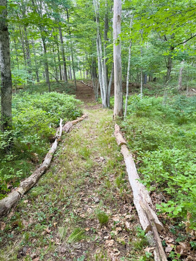 60 Olsen Dr, Mansfield, CT 06250 - view of tree filled area