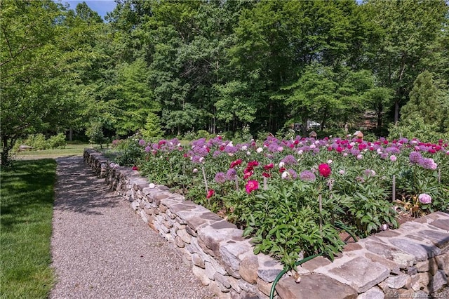 10 Firetower Rd, Killingworth, CT 06419 - view of yard featuring a forest view